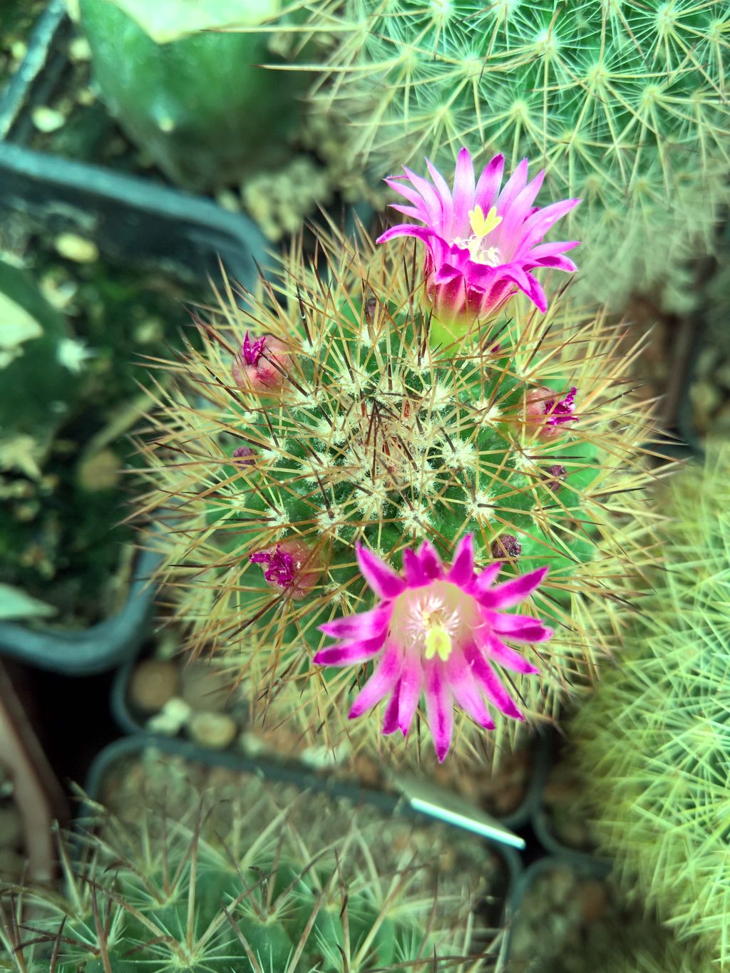 Mammillaria pseudoalamensis